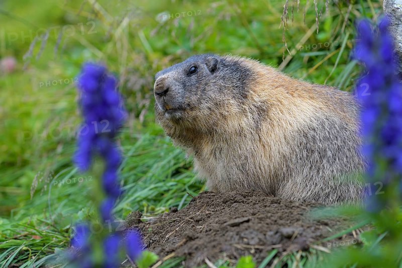 Alpine Marmot