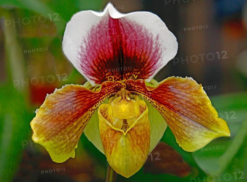 Venus slipper
