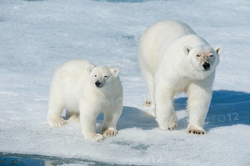 Polar bear