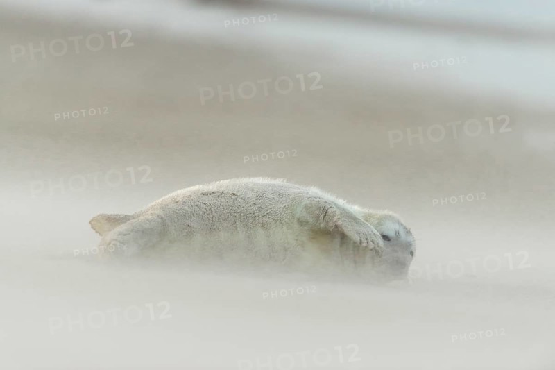 Grey Seal