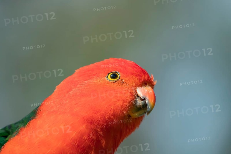 Australian King Parrot