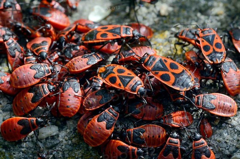 Firebugs
