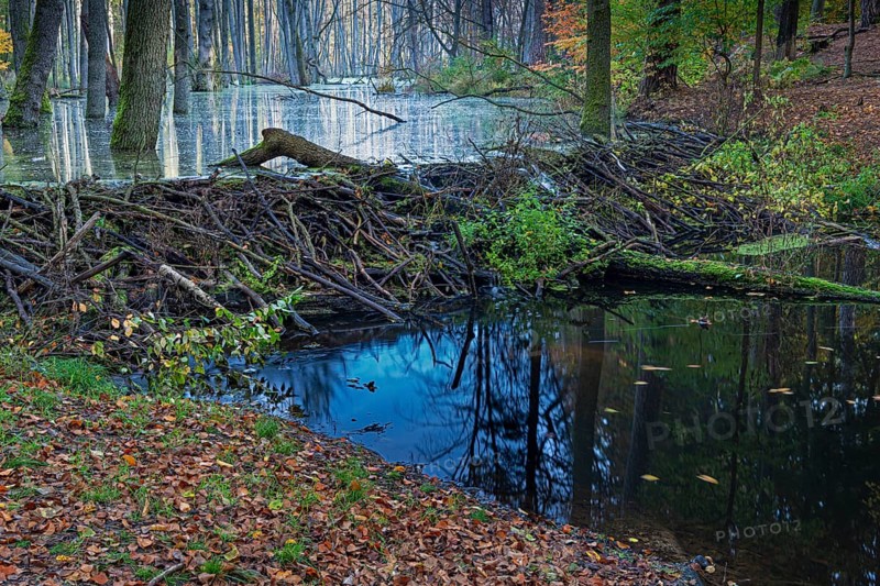Dam of a beaver in the little river Briese