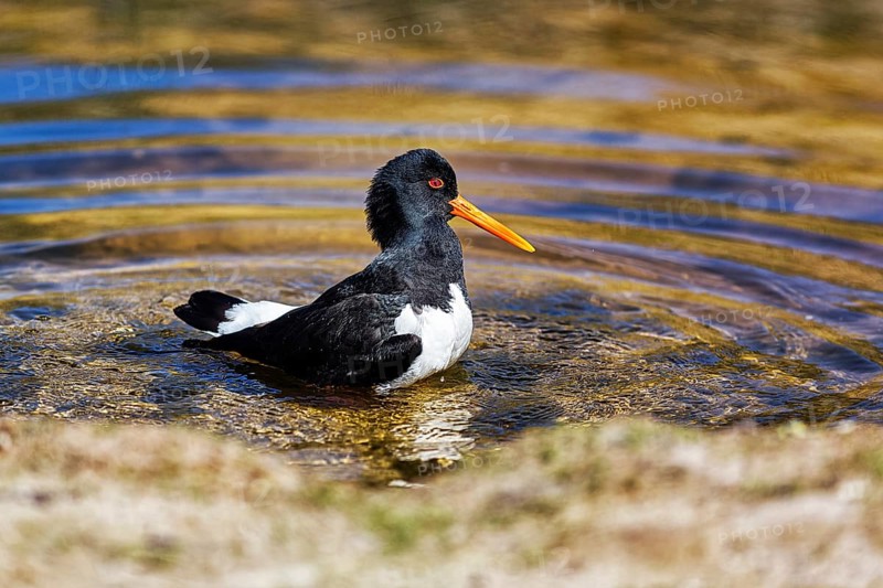 Eurasian oystercatcher