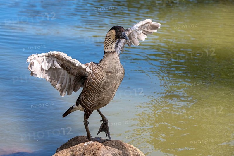 Hawaiian goose