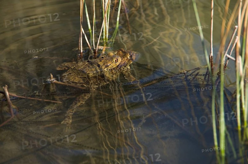 Common toad