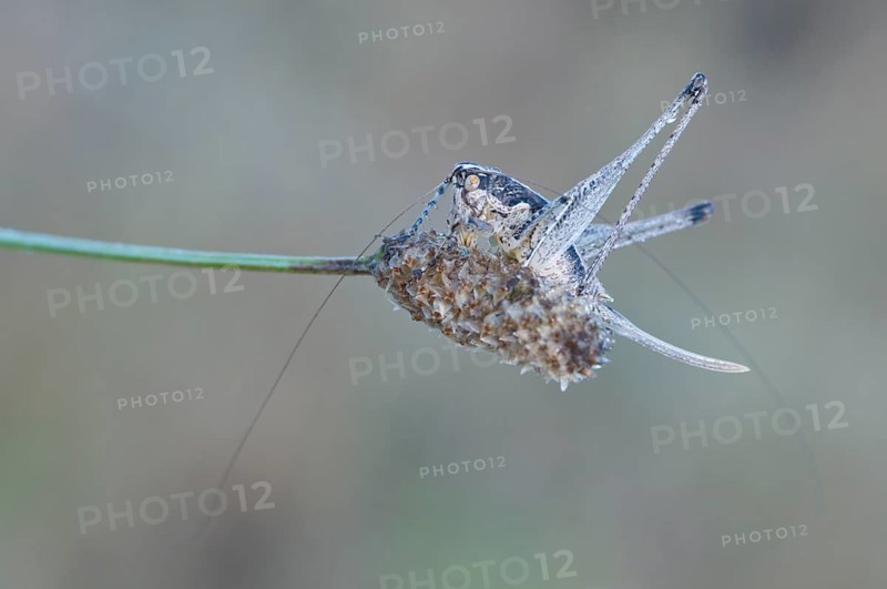 Gray bush-cricket