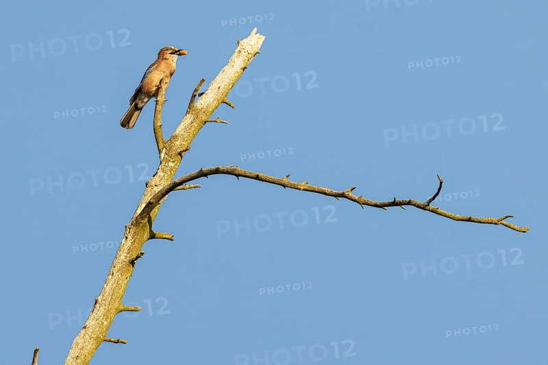 Eurasian jay