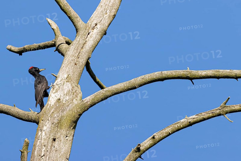 Black woodpecker
