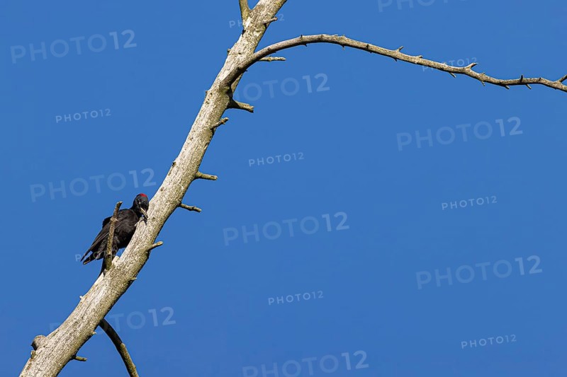 Black woodpecker
