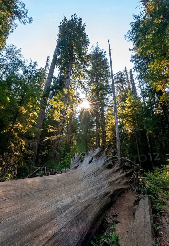 Fallen sequoia