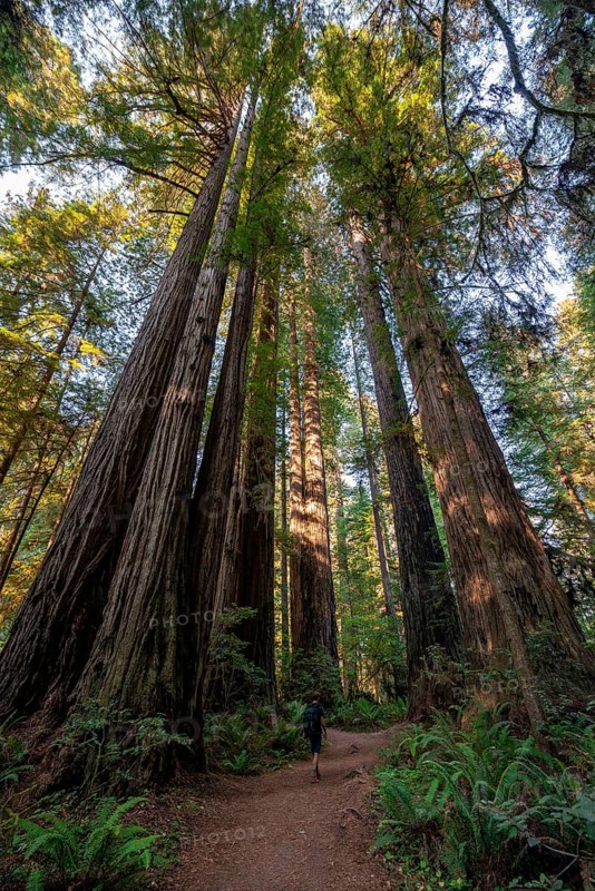Hiker on trail through forest with coast redwoods