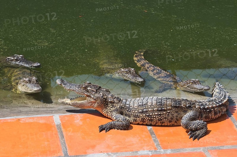 Saltwater crocodiles