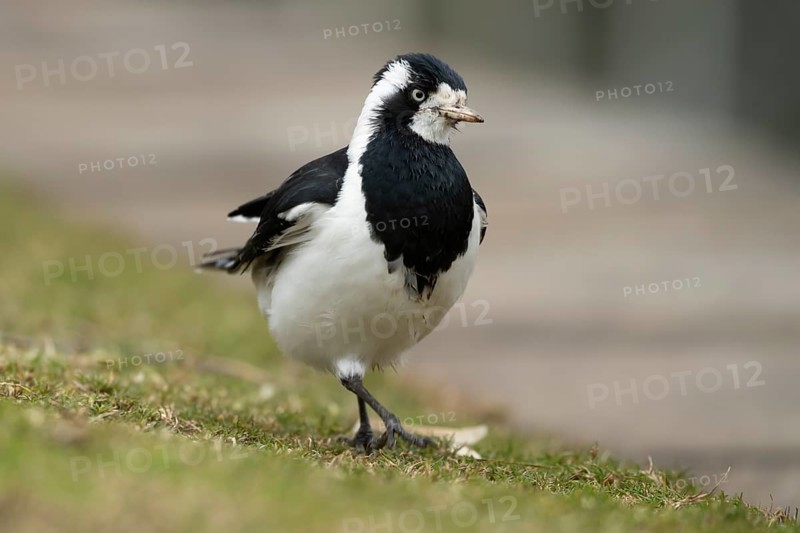 Magpie-lark