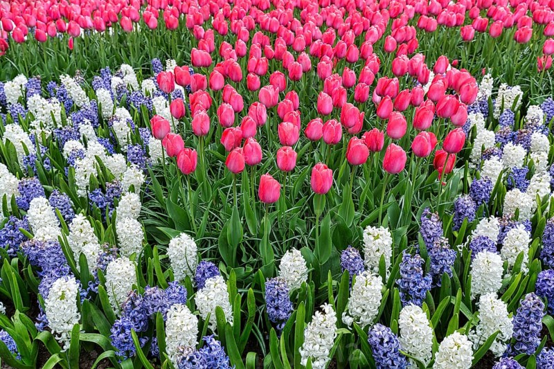Bed with pink tulips