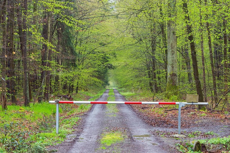 Forest after rain in spring with barrier