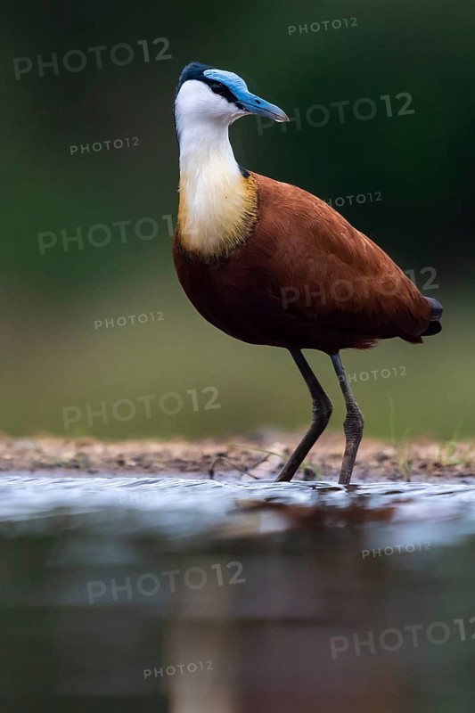 African jacana