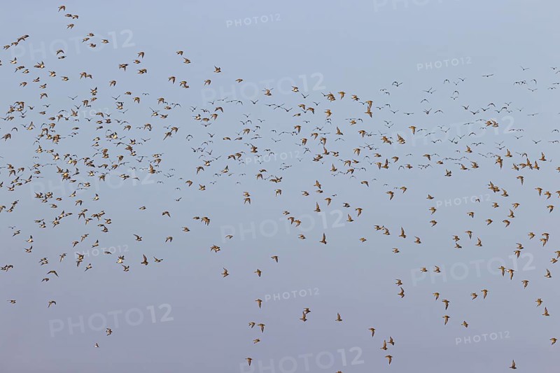 European golden plover