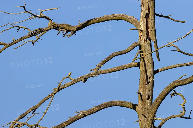 Great tit