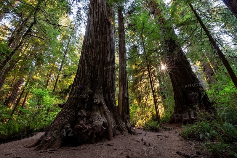 Coast redwoods