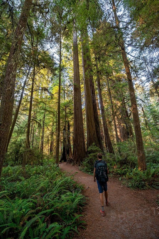 Hiker on trail through forest with coast redwoods