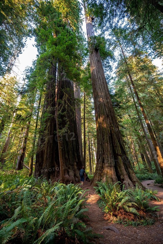 Hiker on trail through forest with coast redwoods