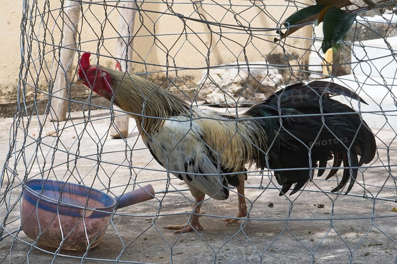 Domestic chicken