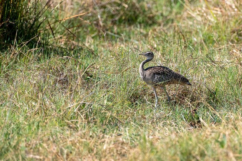 Red-crested korhaan