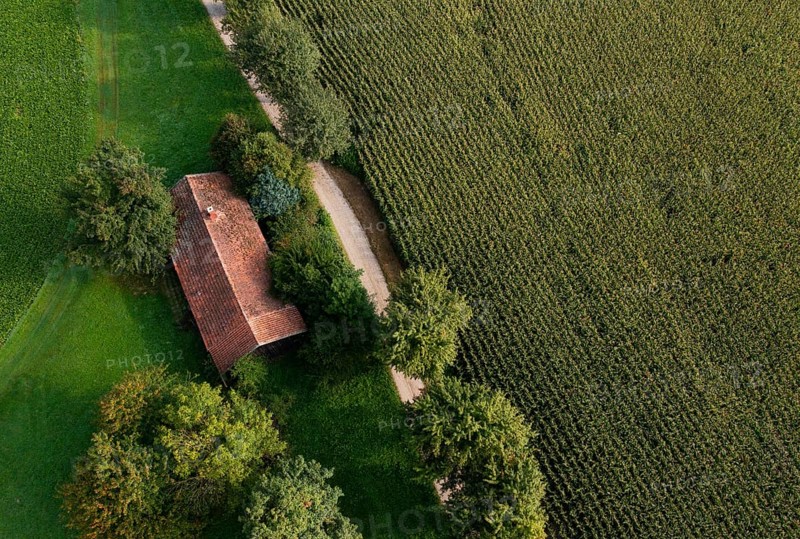 Old house roof in an agricultural landscape with maize field and gravel path from above