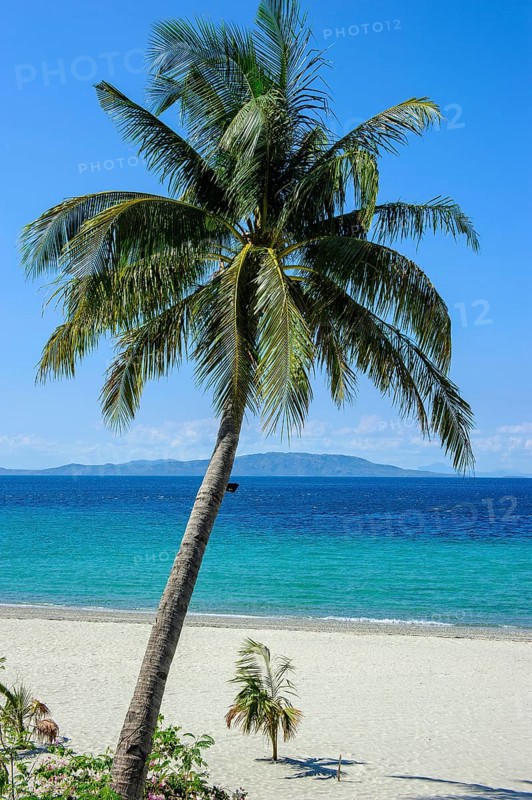 Empty sandy beach without tourists with coconut palm
