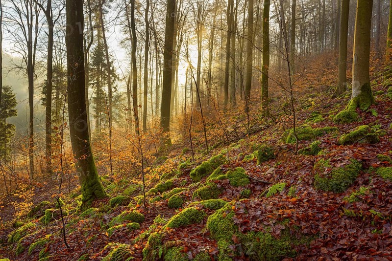 Mountain Forest at Sunrise with Morning Haze