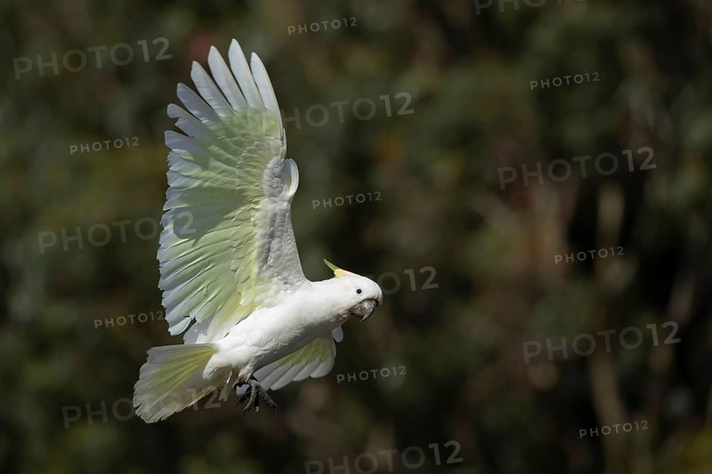 Sulphur-crested cockatoo