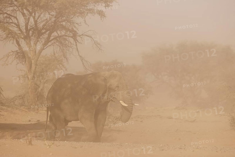 African Elephant