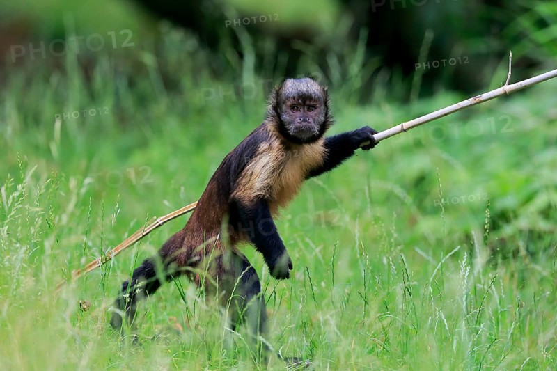 Golden-bellied capuchin