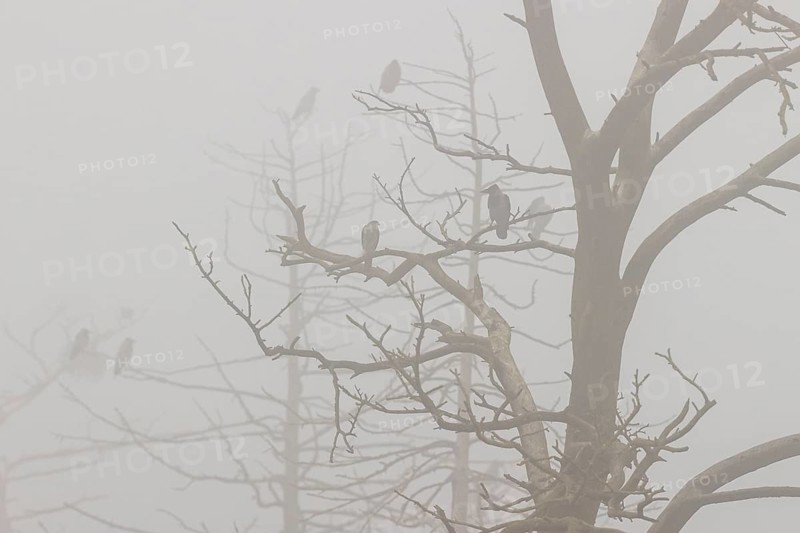 Hooded crow