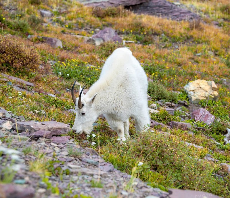 Mountain goat