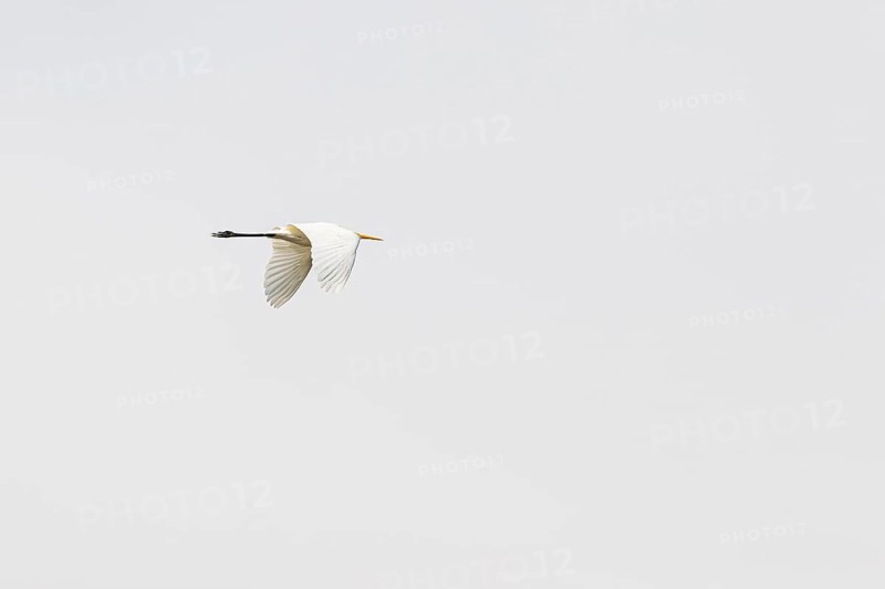 Great egret