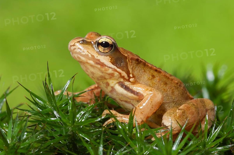 Common frog