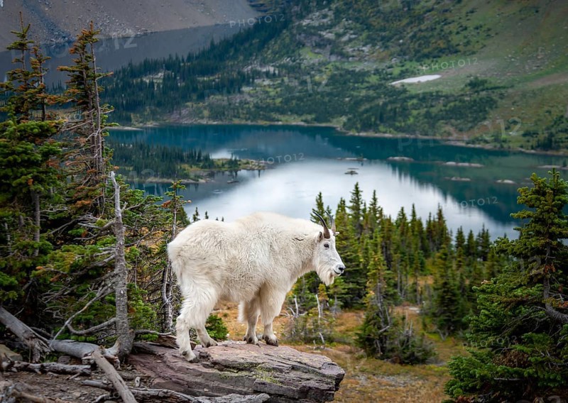 Mountain goat