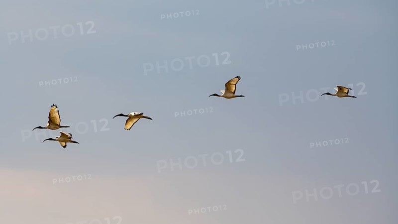 African sacred ibis
