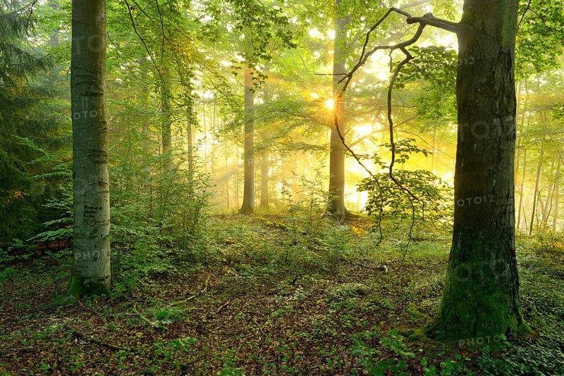 Light-flooded deciduous forest in the warm light of the morning sun
