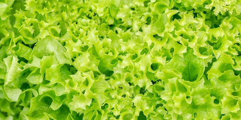 Endive Lettuce Endive Vegetable Background From Above Healthy Food Panorama