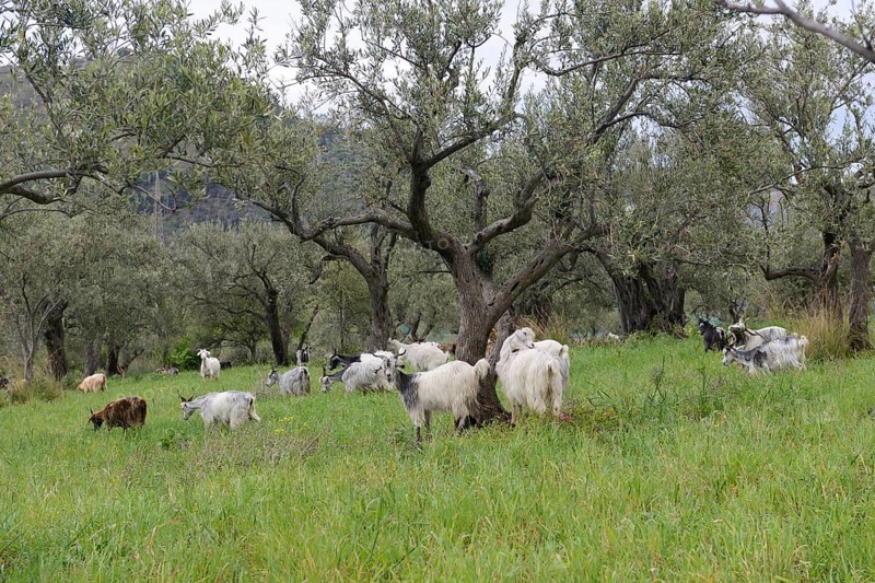 Herd of domestic goat