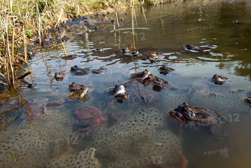 Common frog