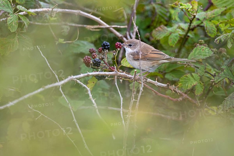 Garden warbler