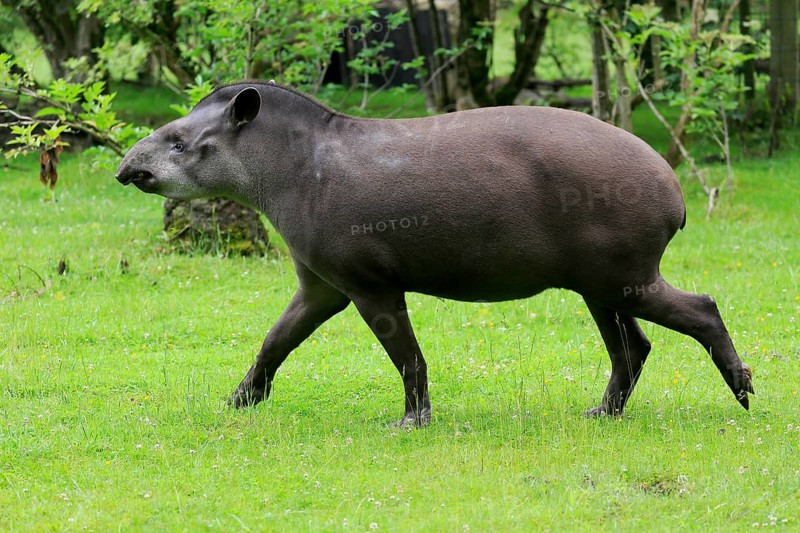 Lowland tapir