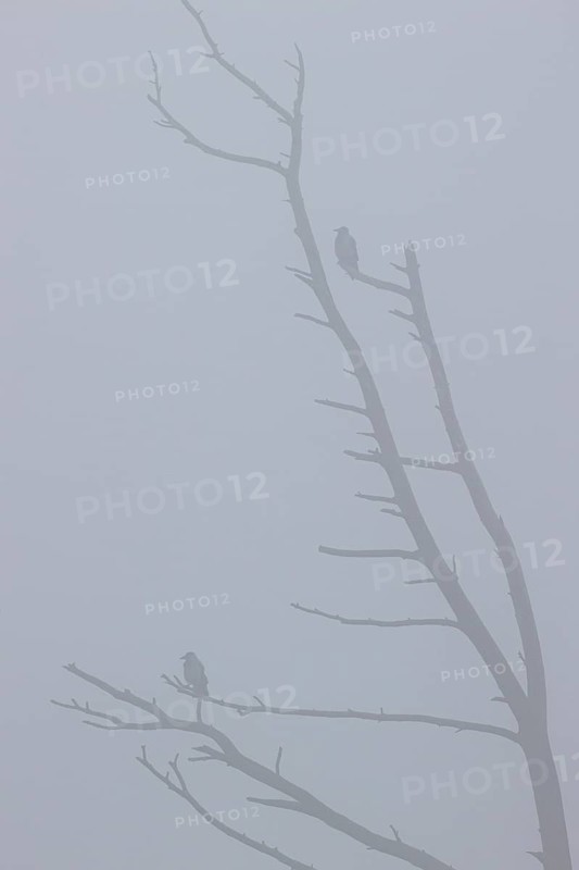 Hooded crow