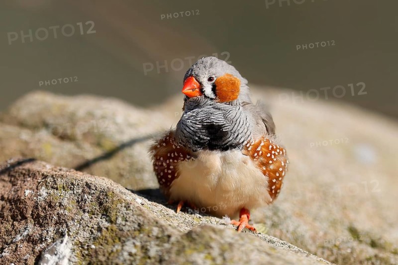 Zebra finch