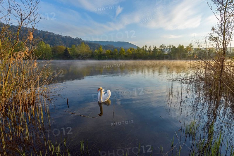 Lake on morning with mute swan