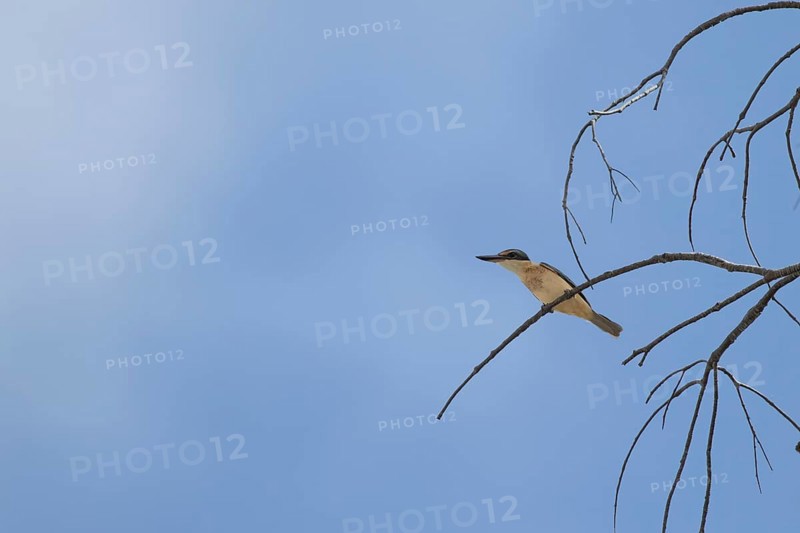 Sacred kingfisher